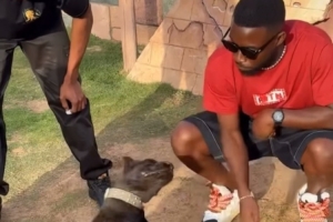 吓一跳奥斯卡社媒晒动物园撸黑豹和狮子视频，黑豹突然惊起